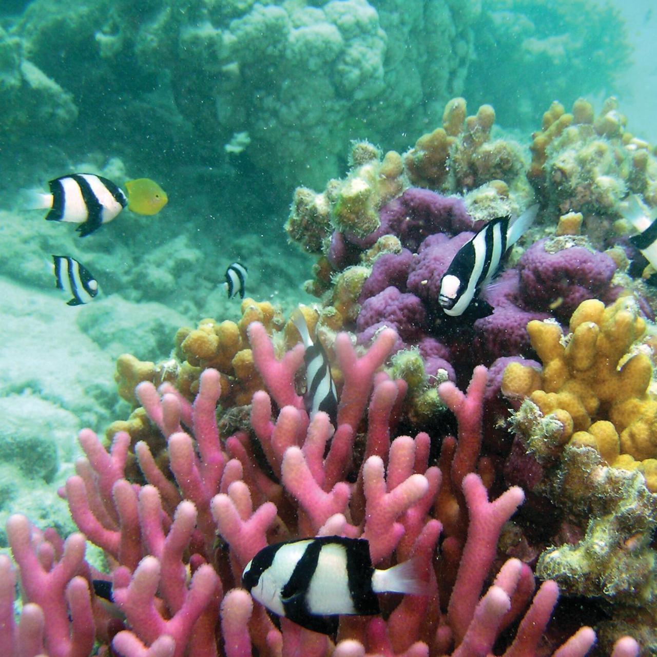 Reef Suite แอกเนสวอเตอร์ ภายนอก รูปภาพ