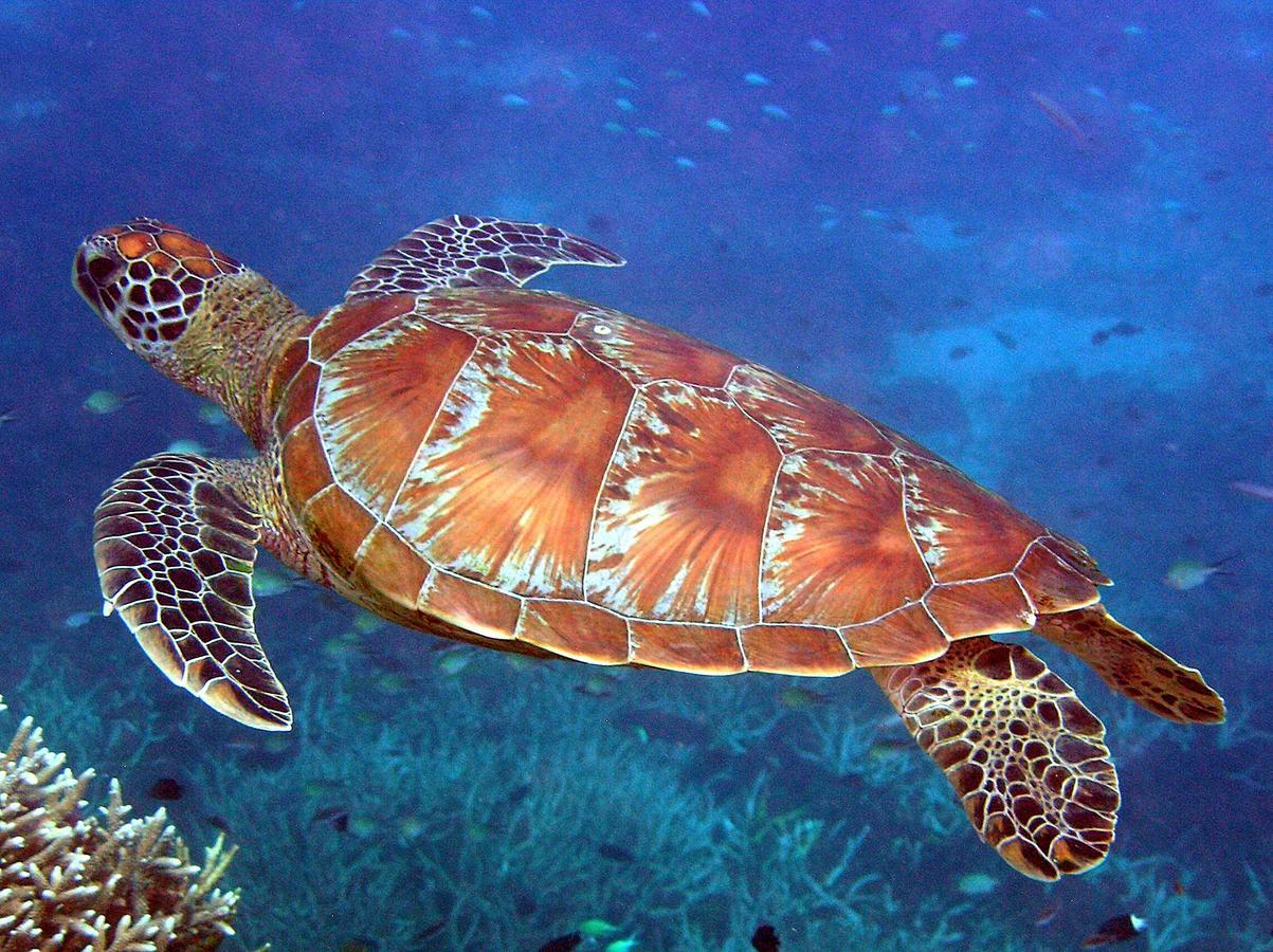 Reef Suite แอกเนสวอเตอร์ ภายนอก รูปภาพ
